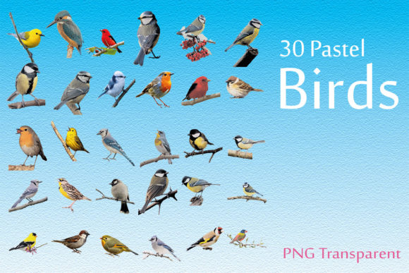 Exploring the Versatility of Birds Pastel Clipart for Creative Projects