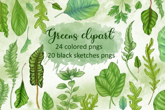 Salad Greens Clipart: A Comprehensive Guide to Digital Botanical Assets